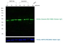 Invitrogen&trade;&nbsp;Rabbit anti-Chicken IgY (H+L) Secondary Antibody, FITC