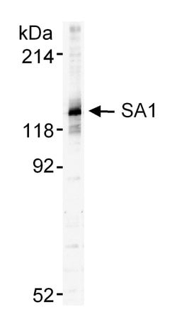 SA1 Polyclonal Antibody, Bethyl Laboratories 20 &mu;L; Unconjugated:Antibodies,