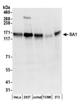 SA1 Goat anti-Human, Polyclonal, Bethyl Laboratories 100 &mu;L; Unconjugated:Antibodies,