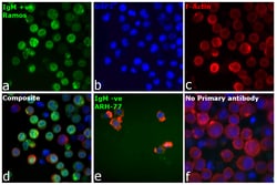 Invitrogen Rabbit anti-Human IgM Secondary Antibody 1.5 mg; Unconjugated:Antibodies,