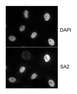 SA2 Goat anti-Human, Polyclonal, Bethyl Laboratories 100 &mu;L; Unconjugated:Antibodies,