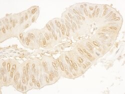 SA2 Rabbit anti-Human, Polyclonal, Bethyl Laboratories 100 &mu;L; Unconjugated:Antibodies,