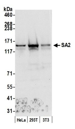 SA2 Goat anti-Human, Mouse, Polyclonal, Bethyl Laboratories 100 &mu;L;