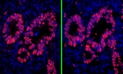 Invitrogen Goat anti-Rabbit IgG (H+L) Cross-Adsorbed Secondary Antibody, DyLight 550 500 &mu;g | Buy Online | Invitrogen&trade; | Fisher Scientific