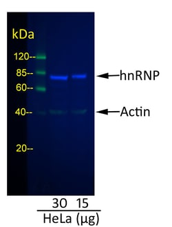 Invitrogen Goat anti-Rabbit IgG (H+L) Cross-Adsorbed Secondary Antibody,
