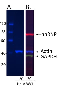 Invitrogen Donkey anti-Rabbit IgG (H+L) Cross-Adsorbed Secondary Antibody,