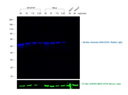 Invitrogen™ Donkey anti-Rabbit IgG (H+L) Cross-Adsorbed Secondary Antibody, DyLight™ 755