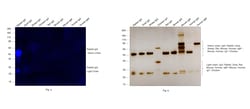 Invitrogen Donkey anti-Rabbit IgG (H+L) Cross-Adsorbed Secondary Antibody,