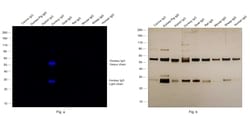 Invitrogen™ Rabbit anti-Donkey IgG (H+L) Secondary Antibody, DyLight™ 755