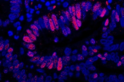 Invitrogen™ Rabbit anti-Goat IgG (H+L) Cross-Adsorbed Secondary Antibody, DyLight™ 594