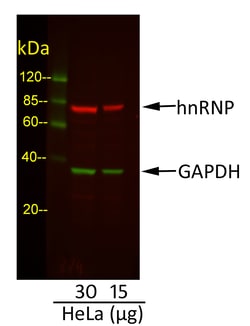 Invitrogen&trade;&nbsp;Rabbit anti-Goat IgG (H+L) Cross-Adsorbed Secondary Antibody, DyLight&trade; 800