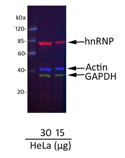 Invitrogen Donkey anti-Goat IgG (H+L) Cross-Adsorbed Secondary Antibody,