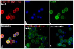 Invitrogen Donkey anti-Human IgG (H+L) Cross-Adsorbed Secondary Antibody, DyLight 594 500 &mu;g | Buy Online | Invitrogen&trade; | Fisher Scientific