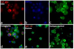 Invitrogen Donkey anti-Human IgG (H+L) Cross-Adsorbed Secondary Antibody, DyLight 594 500 &mu;g | Buy Online | Invitrogen&trade; | Fisher Scientific