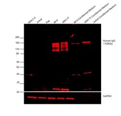Invitrogen Donkey anti-Human IgG (H+L) Cross-Adsorbed Secondary Antibody, DyLight 594 500 &mu;g | Buy Online | Invitrogen&trade; | Fisher Scientific