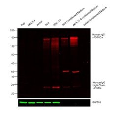 Donkey anti-Human IgG (H+L) Cross-Adsorbed Secondary Antibody, DyLight&trade; 680, Invitrogen&trade; 500 &mu;g; DyLight 680 