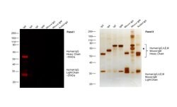 Invitrogen Donkey anti-Human IgG (H+L) Cross-Adsorbed Secondary Antibody,