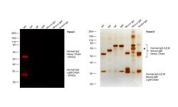 Donkey anti-Human IgG (H+L) Cross-Adsorbed Secondary Antibody, DyLight&trade; 680, Invitrogen&trade; 500 &mu;g; DyLight 680 