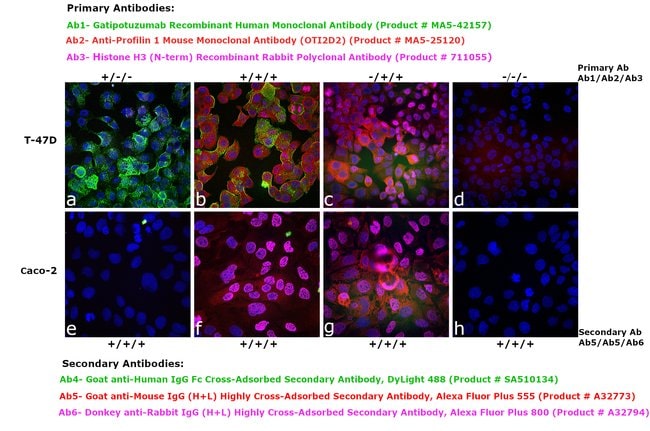 Goat Anti-Human IgG (Fc specific)(Non cross with Mouse IgG) Antibody main image 1