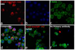Invitrogen Goat anti-Human IgG Fc Cross-Adsorbed Secondary Antibody, DyLight