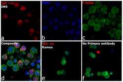 Invitrogen Goat anti-Human IgG Fc Cross-Adsorbed Secondary Antibody, DyLight