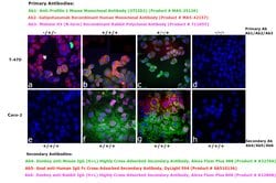 Invitrogen™ Goat anti-Human IgG Fc Cross-Adsorbed Secondary Antibody, DyLight™ 594