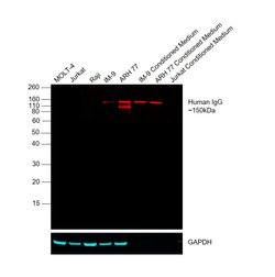 Invitrogen Goat anti-Human IgG Fc Cross-Adsorbed Secondary Antibody, DyLight