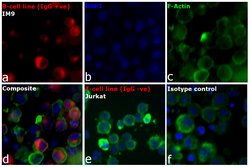 Invitrogen Goat anti-Human IgG Fc Cross-Adsorbed Secondary Antibody, DyLight