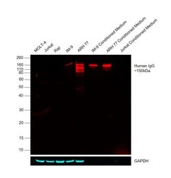 Invitrogen Goat anti-Human IgG Fc Cross-Adsorbed Secondary Antibody, DyLight