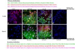 Invitrogen Goat anti-Human IgG Fc Cross-Adsorbed Secondary Antibody, DyLight