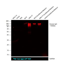 Invitrogen Goat anti-Human IgG Fc Cross-Adsorbed Secondary Antibody, DyLight