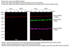 Invitrogen Goat anti-Human IgG Fc Cross-Adsorbed Secondary Antibody, DyLight