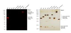 Invitrogen Goat anti-Human IgG Fc Cross-Adsorbed Secondary Antibody, DyLight