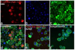 Invitrogen Goat anti-Human IgG Fc Cross-Adsorbed Secondary Antibody, DyLight 800 500 &mu;g | Buy Online | Invitrogen&trade; | Fisher Scientific