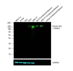 Invitrogen Goat anti-Human IgG Fc Cross-Adsorbed Secondary Antibody, DyLight 800 500 &mu;g | Buy Online | Invitrogen&trade; | Fisher Scientific