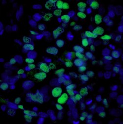 Invitrogen Rabbit anti-Mouse IgG (H+L) Cross-Adsorbed Secondary Antibody,