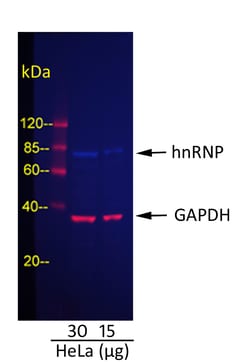 Invitrogen Rabbit anti-Mouse IgG (H+L) Cross-Adsorbed Secondary Antibody,