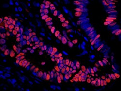 Invitrogen Rabbit anti-Mouse IgG (H+L) Cross-Adsorbed Secondary Antibody,