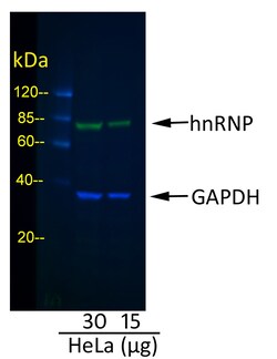 Invitrogen Rabbit anti-Mouse IgG (H+L) Cross-Adsorbed Secondary Antibody,
