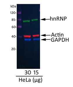 Invitrogen Donkey anti-Mouse IgG (H+L) Cross-Adsorbed Secondary Antibody,