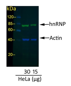 Invitrogen Donkey anti-Mouse IgG (H+L) Cross-Adsorbed Secondary Antibody,