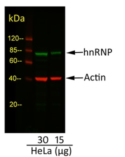 Invitrogen Goat anti-Mouse IgG (H+L) Cross-Adsorbed Secondary Antibody,
