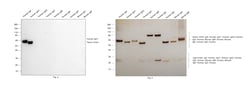 Invitrogen Rabbit anti-Human IgA1 Recombinant Secondary Antibody 100 &mu;g;