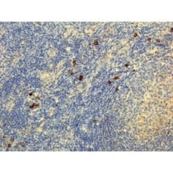 Invitrogen Rabbit anti-Human IgG4 Recombinant Secondary Antibody 100 &mu;g;