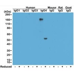 Invitrogen Rabbit anti-Human IgG4 Recombinant Secondary Antibody 100 &mu;g;