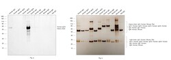 Invitrogen Rabbit anti-Human IgG4 Recombinant Secondary Antibody 100 &mu;g;