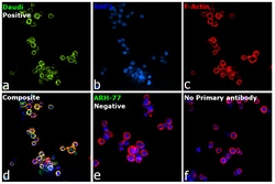 Invitrogen™ Rabbit anti-Human IgM Recombinant Secondary Antibody