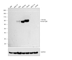 Invitrogen Rabbit anti-Human IgM Recombinant Secondary Antibody 100 &mu;g;