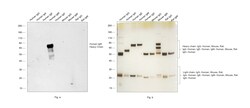 Invitrogen Rabbit anti-Human IgM Recombinant Secondary Antibody 100 &mu;g;