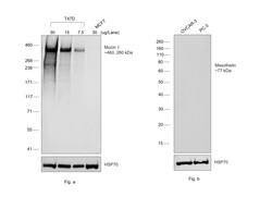 Invitrogen Rabbit anti-Human Kappa Light Chain Recombinant Secondary Antibody